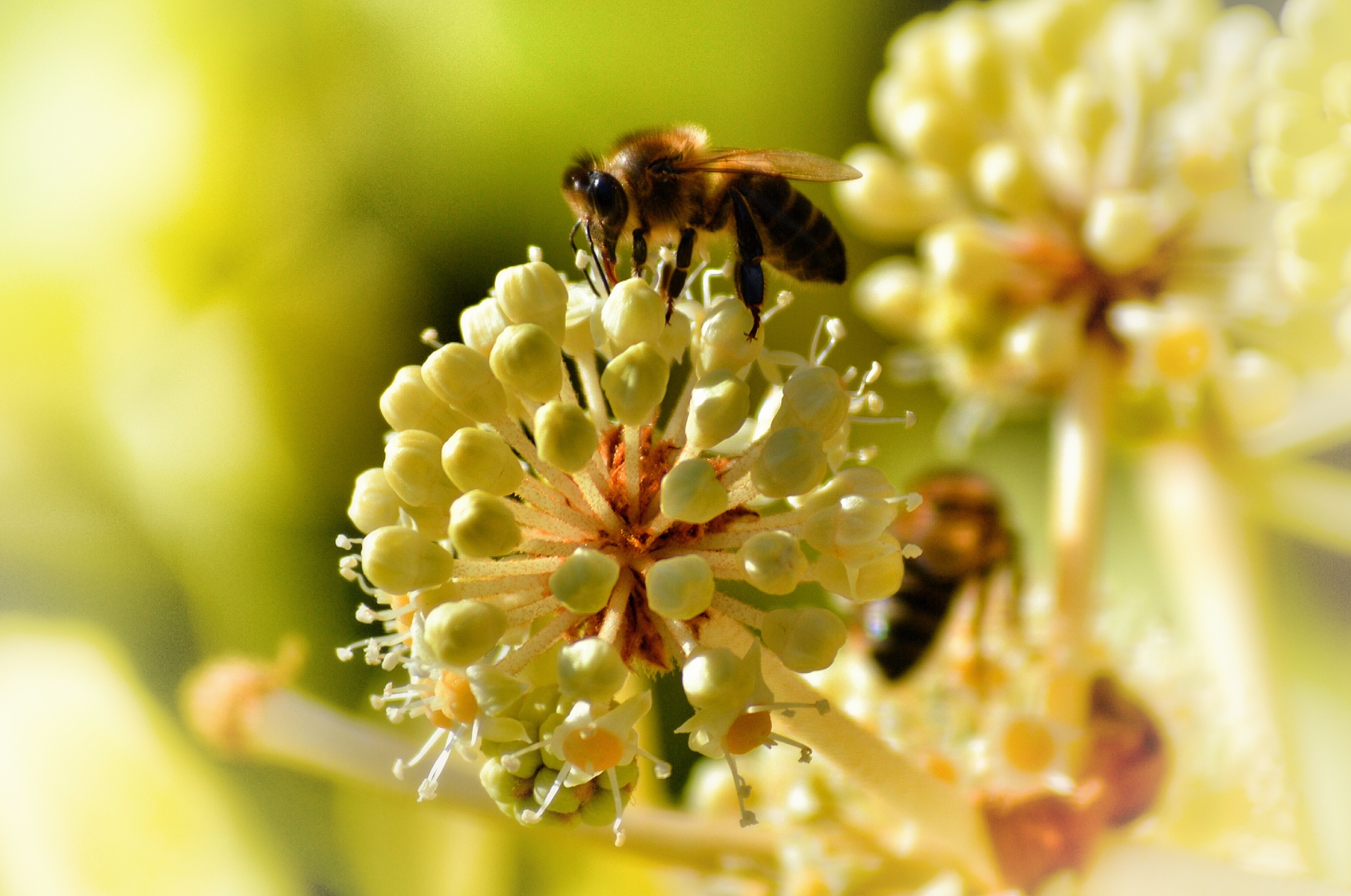 Сбор нектара. Пчелиная пыльца (Bee pollen). Пчела Карника. Шмель опыляет Клевер. Пчела на Липе.