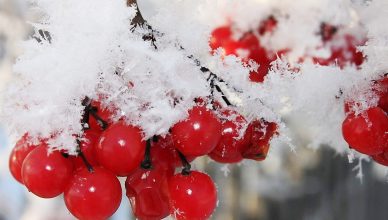 nature-winter-first-snow-red-berries