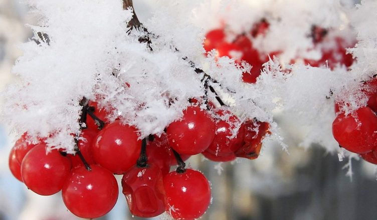 nature-winter-first-snow-red-berries